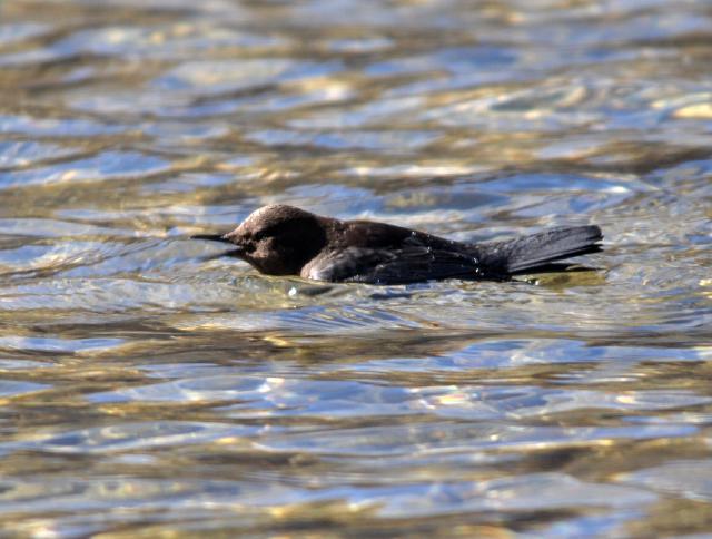 eurasian crag martin swimming